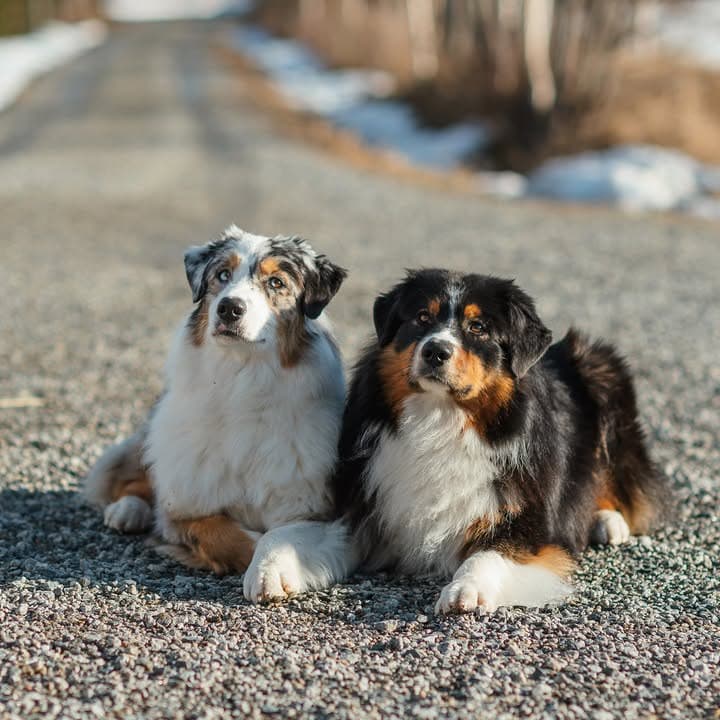 Heritage Hill Aussies - Our family and Australian Shepherds